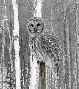 Barred Owl Watching